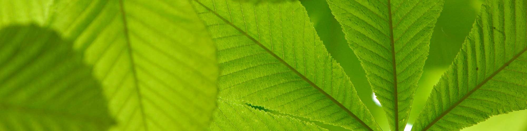 Richtlijnen en feiten